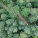 Top View Footage Of A Vehicle Passing By The Road In The Forest (Copy) - After Effects Version