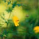 A Bee On A Yellow Flower (Copy) - After Effects Version
